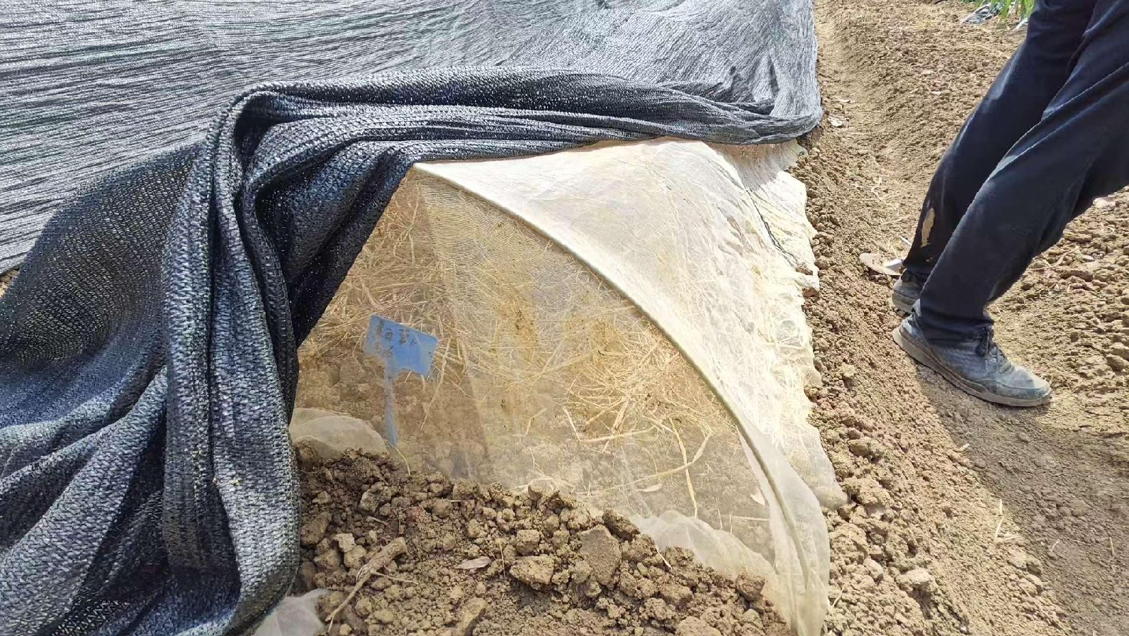 Insect Proof Netting