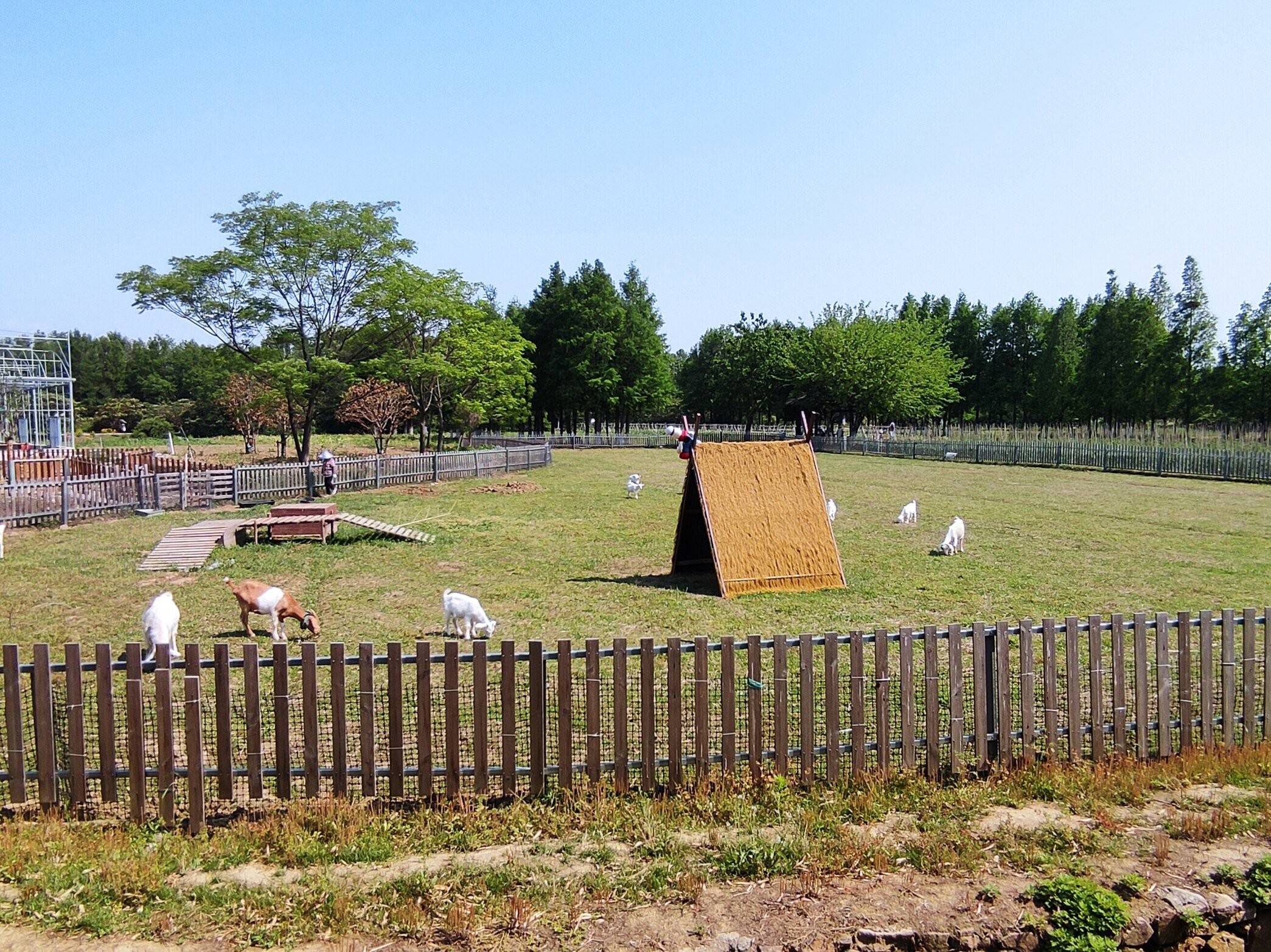 Some friendly goats enjoying their day