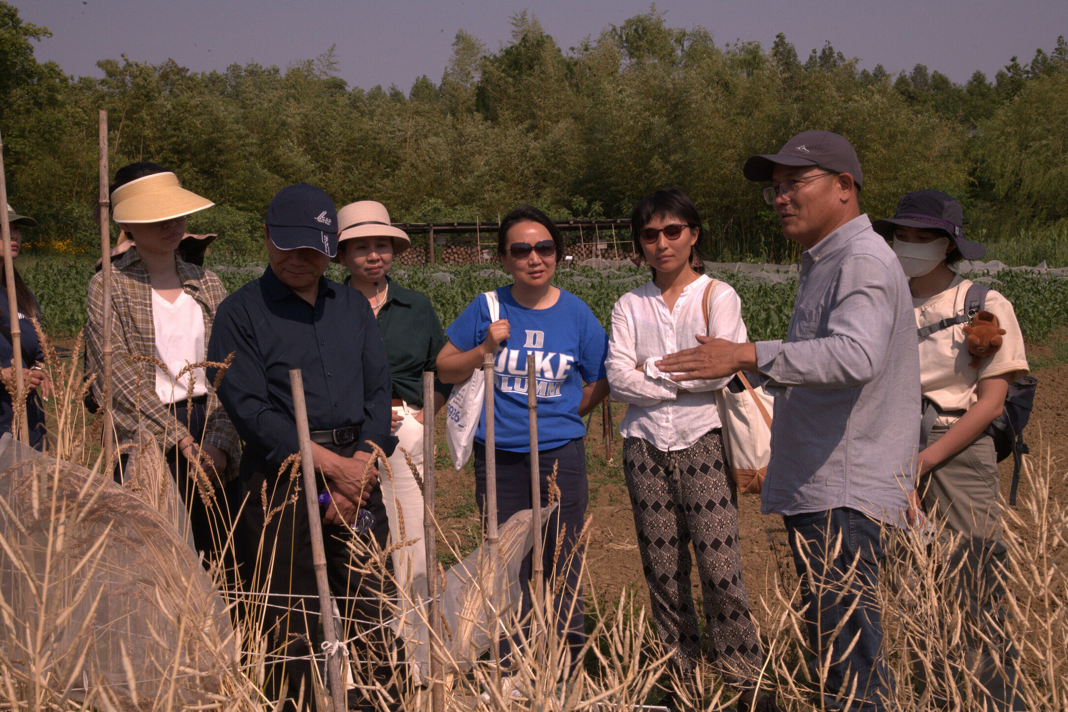 Heirloom wheat varieties grown at the farm